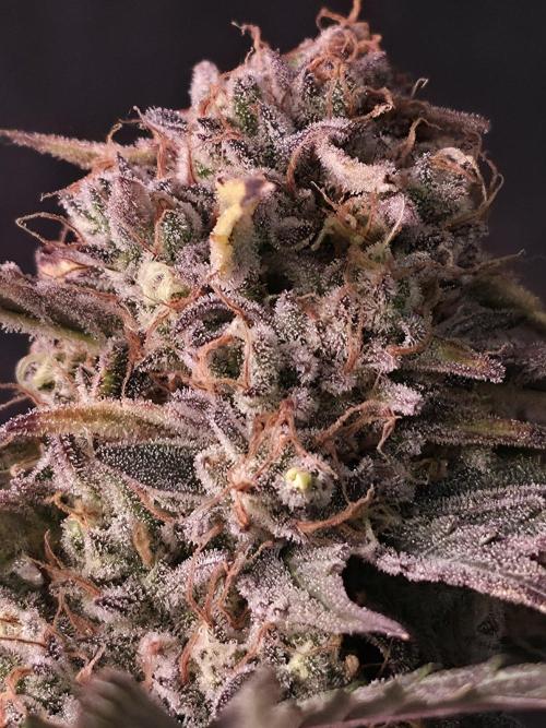 Pure Michigan Auto. Week 11 - Tag 77