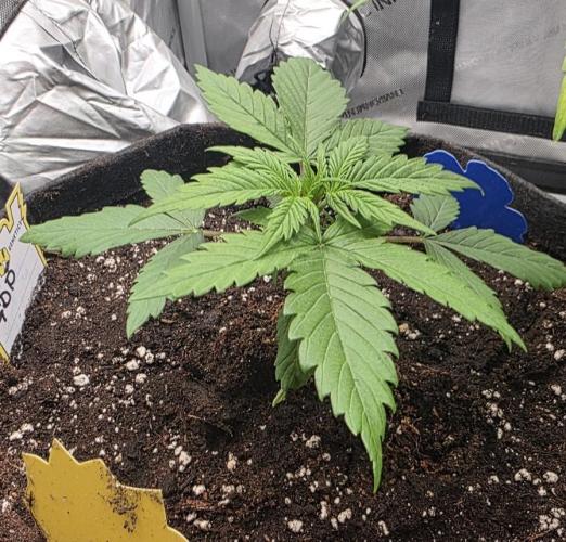 Ken´s Original Grand Daddy Purp (fem.). Week 3 - Tag 16