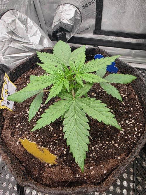 Ken´s Original Grand Daddy Purp (fem.). Week 3 - Tag 17