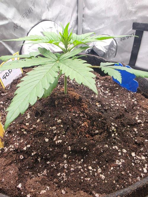 Ken's Grand Daddy Regular. Week 3