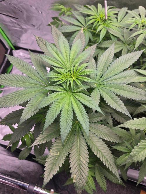 Next of KIN - Super Strains. Week 6 - Tag 41