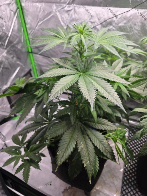 Next of KIN - Super Strains. Week 6 - Tag 42