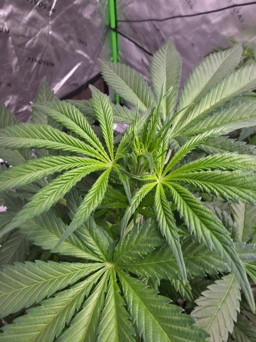 Next of Kin. Week 6