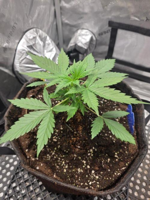 Ken's Grand Daddy Regular. Week 3