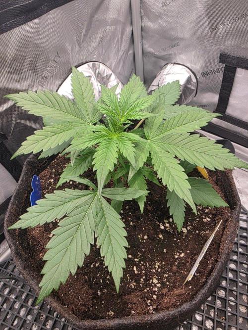 Ken's Grand Daddy Regular. Week 3