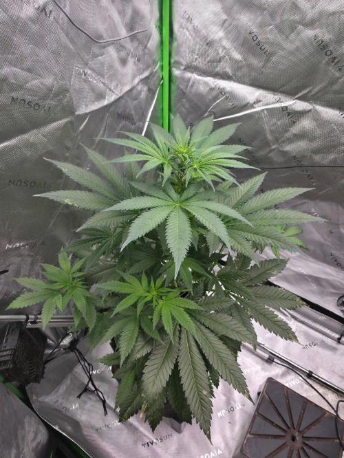 Next of KIN - Super Strains. Week 7