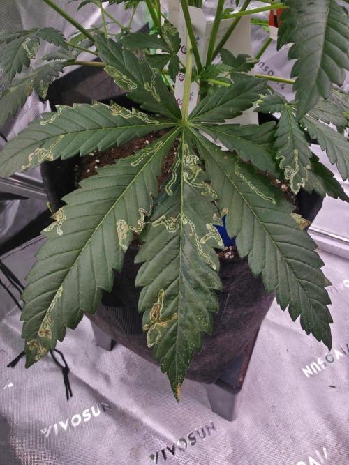 Next of KIN - Super Strains. Week 7