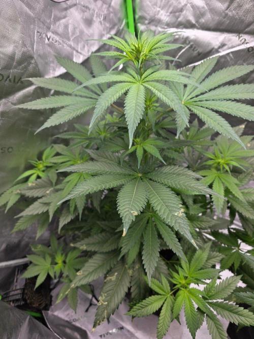 Next of KIN - Super Strains. Week 7