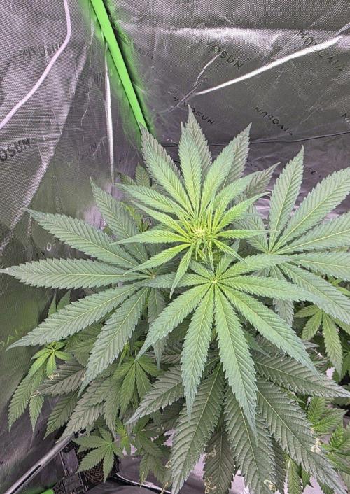 Next of KIN - Super Strains. Week 7