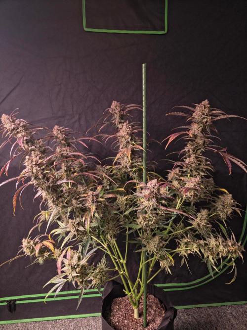 Pure Michigan Auto. Week 12 - Tag 80