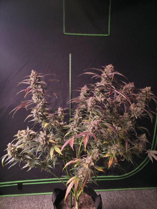 Pure Michigan Auto. Week 12 - Tag 80