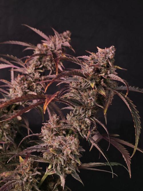 Pure Michigan Auto. Week 12 - Tag 80