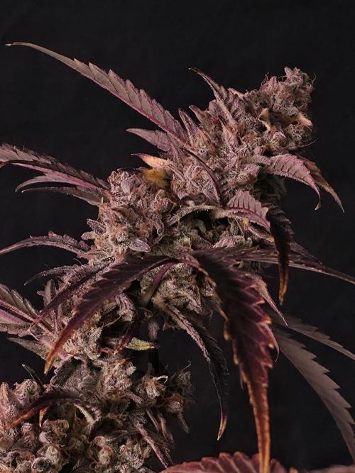 Pure Michigan Auto. Week 12 - Tag 80