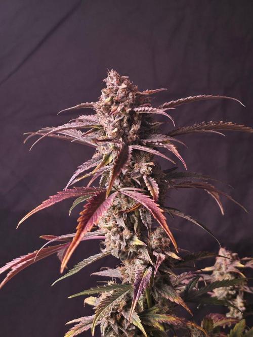 Pure Michigan Auto. Week 12 - Tag 80