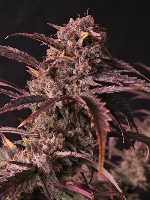 Pure Michigan Auto. Week 12 - Tag 80