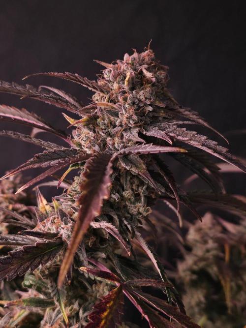 Pure Michigan Auto. Week 12 - Tag 80