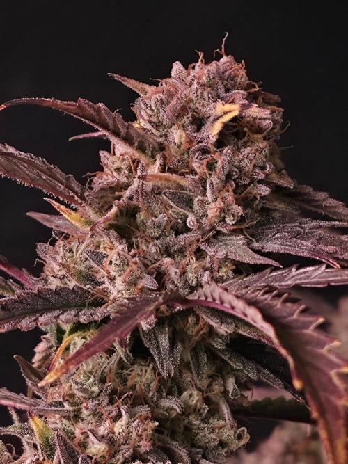Pure Michigan Auto. Week 12 - Tag 80