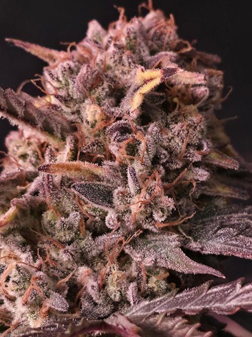 Pure Michigan Auto. Week 12 - Tag 80