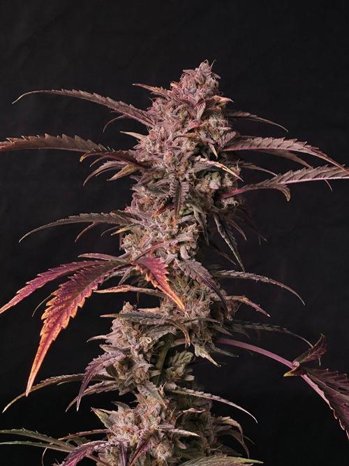 Pure Michigan Auto. Week 12 - Tag 80