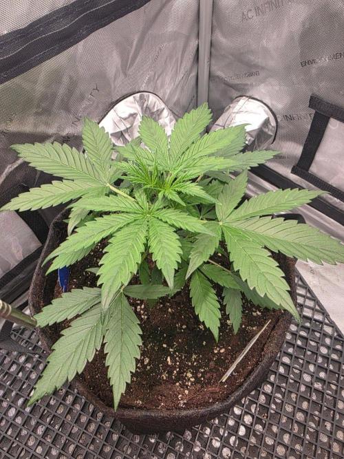 Ken´s Original Grand Daddy Purp (fem.). Week 4 - Tag 22