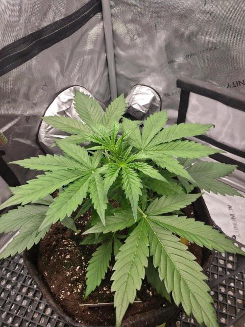 Ken´s Original Grand Daddy Purp (fem.). Week 4 - Tag 23