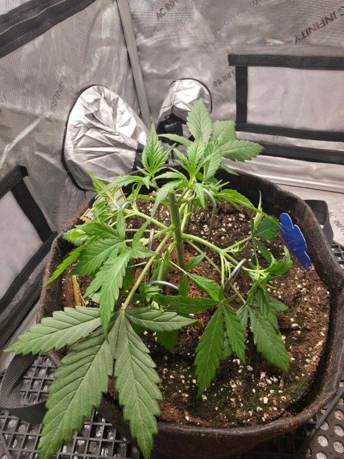 Ken´s Original Grand Daddy Purp (fem.). Week 4 - Tag 23