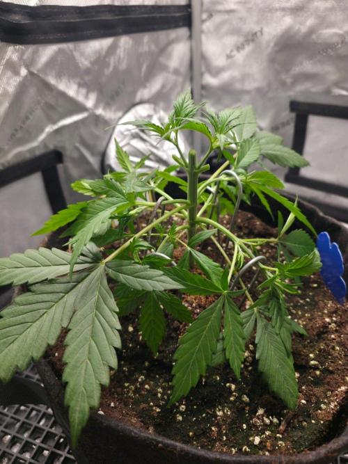 Ken´s Original Grand Daddy Purp (fem.). Week 4 - Tag 23