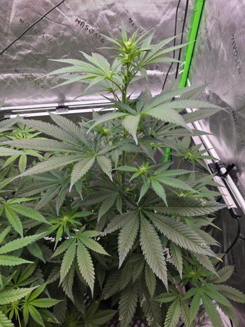 Next of KIN - Super Strains. Week 7 - Tag 48