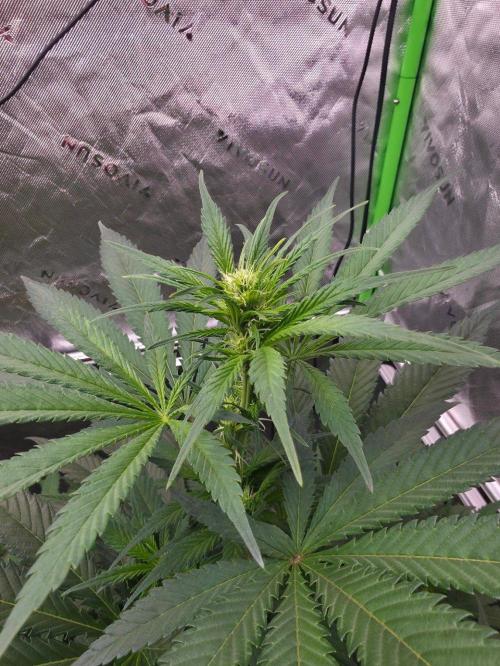 Next of Kin. Week 7