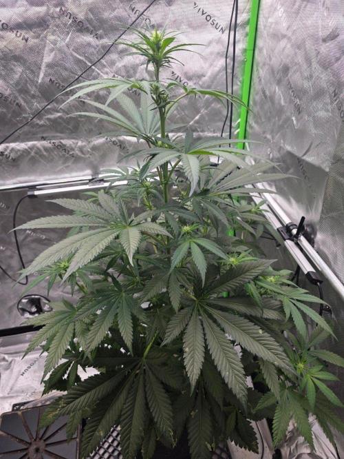 Next of KIN - Super Strains. Week 7 - Tag 49
