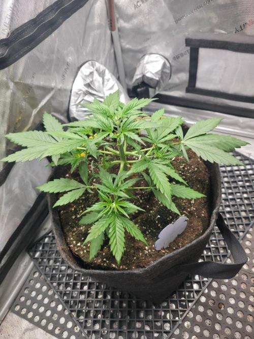 Ken´s Original Grand Daddy Purp (fem.). Week 4 - Tag 24