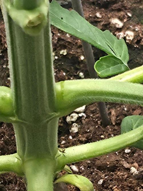 Ken´s Original Grand Daddy Purp (fem.). Week 4 - angebrochen ...