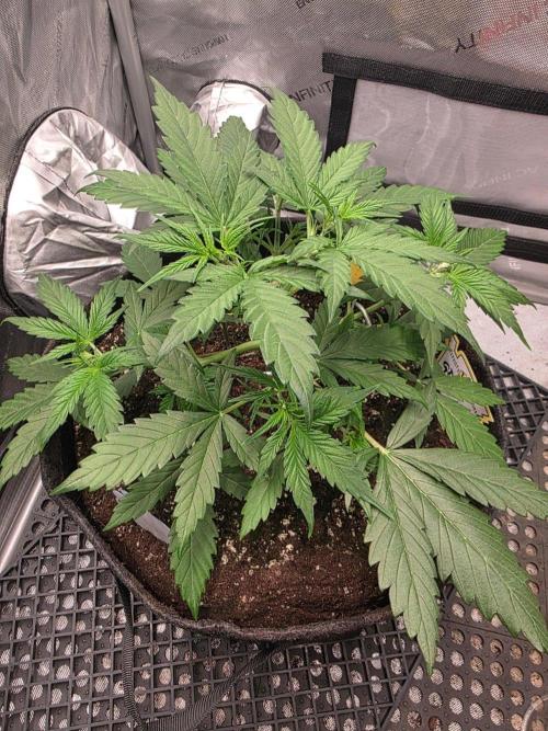 Ken´s Original Grand Daddy Purp (fem.). Week 4 - Tag 26
