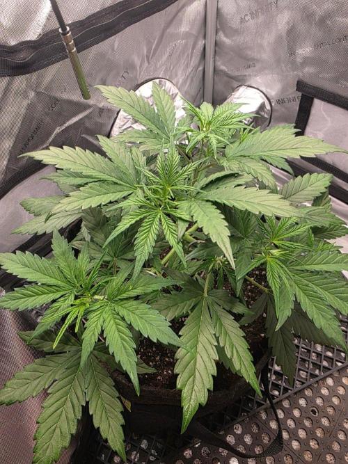 Ken´s Original Grand Daddy Purp (fem.). Week 4 - Tag 28