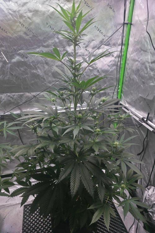 Next of KIN - Super Strains. Week 8 - Vor der Entlaubung