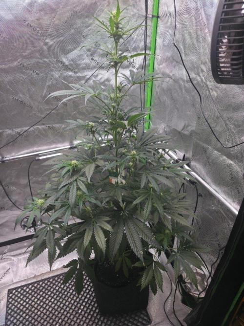 Next of KIN - Super Strains. Week 8 - Nach der Entlaubung