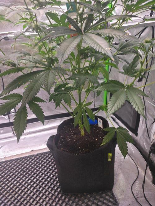 Next of KIN - Super Strains. Week 8 - Tag 53