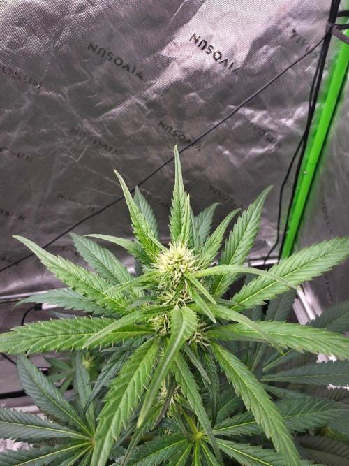 Next of KIN - Super Strains. Week 8 - Tag 53