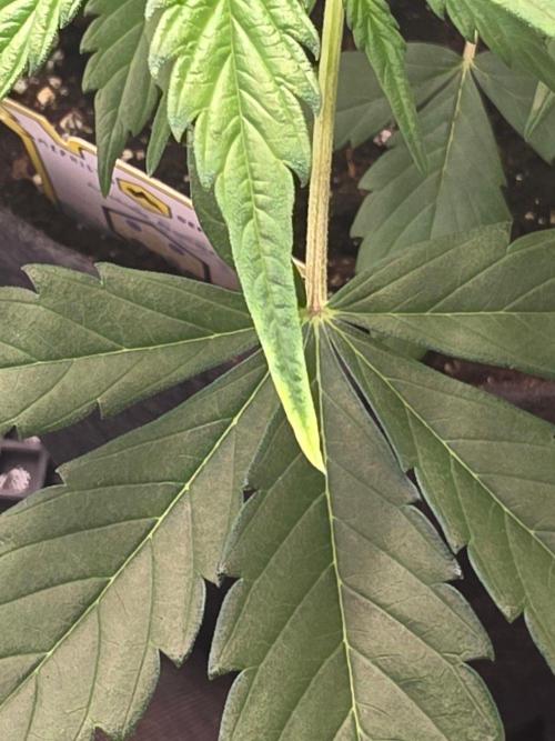 Ken's Grand Daddy Regular. Week 5