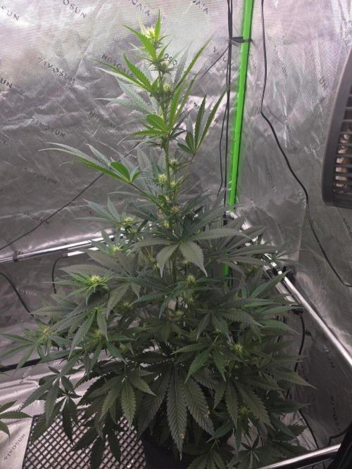 Next of KIN - Super Strains. Week 8 - Tag 55