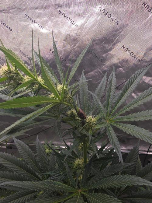 Next of KIN - Super Strains. Week 8 - Tag 55