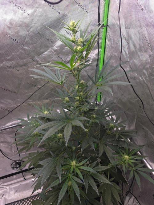Next of KIN - Super Strains. Week 9 - Tag 57 