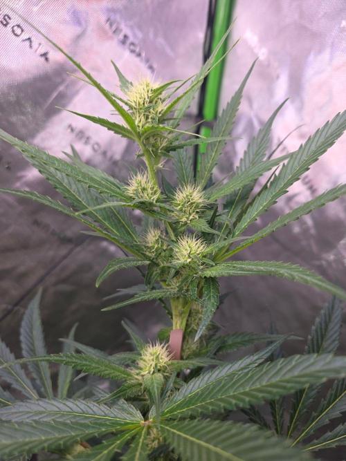 Next of KIN - Super Strains. Week 9 - Tag 57