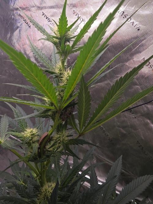 Next of KIN - Super Strains. Week 9 - Tag 57