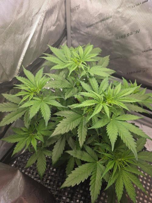Ken's Grand Daddy Regular. Week 5
