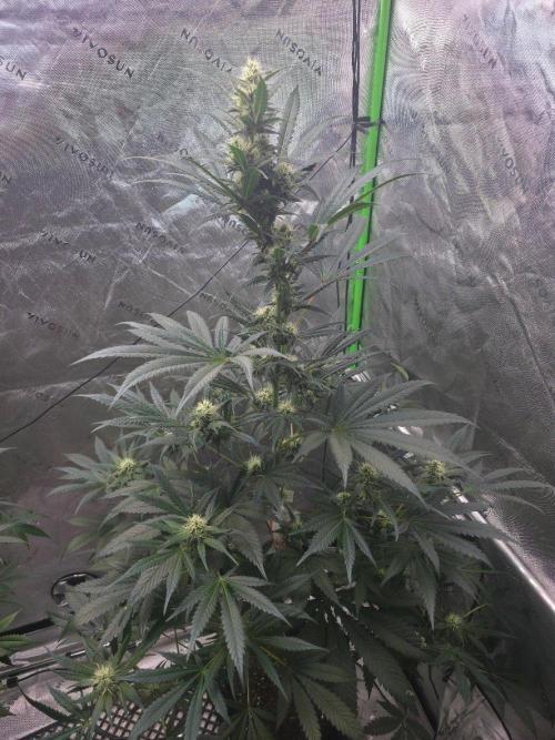 Next of KIN - Super Strains. Week 10 - Tag 65