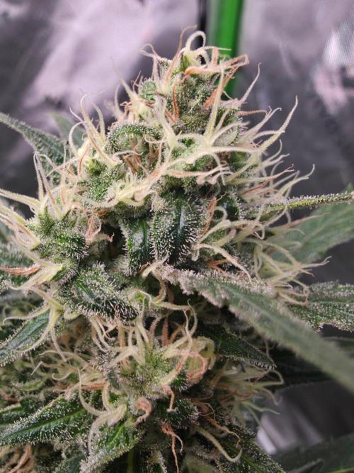 Next of KIN - Super Strains. Week 11 - Tag 75
