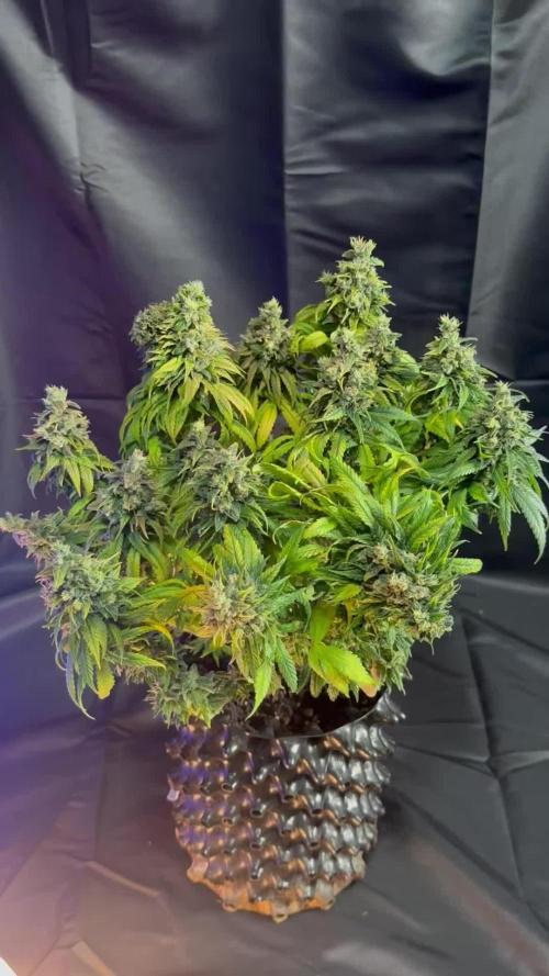 White Cheese - Sensi Seeds - Micro Scrog 40x40