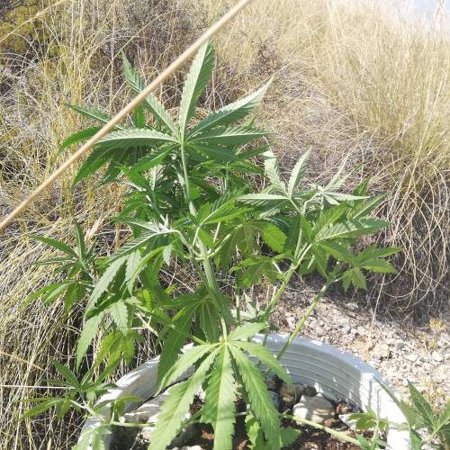 Exterior SHISKABERRY TARDIA (AGOSTO) . Week 6 - Así quedó después de todas las técnicas aplicadas y de ser regada hasta dentro de unos 3 días. Weednos humos