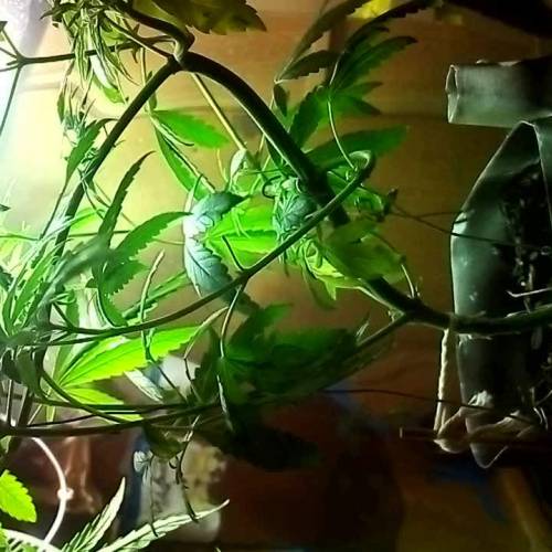 600w seedsman LST 